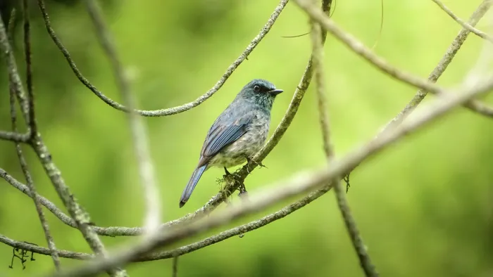 File:Sikatan Pulau (Eumyias panayensis).jpg