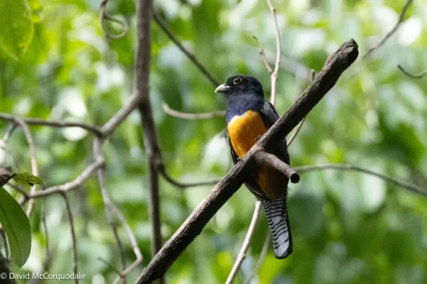 File:Trogon violaceus 455682286.jpg