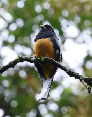 File:Trogon surrucura 478736848.jpg
