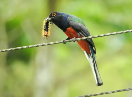 File:Trogon surrucura 450582614.jpg