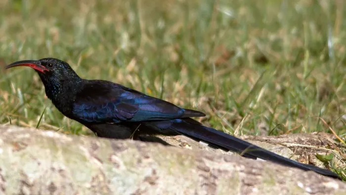 File:Black-billed Wood-hoopoe (Phoeniculus somaliensis) 2.jpg