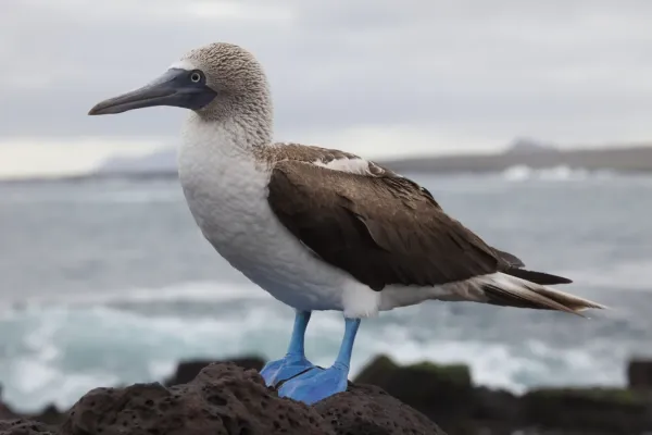 File:Sula nebouxii -Santa Cruz, Galapagos Islands, Ecuador-8 (1).jpg