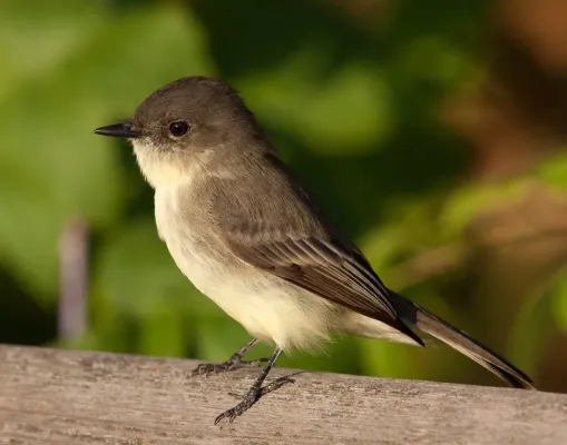 File:Sayornis phoebe -Owen Conservation Park, Madison, Wisconsin, USA-8.jpg