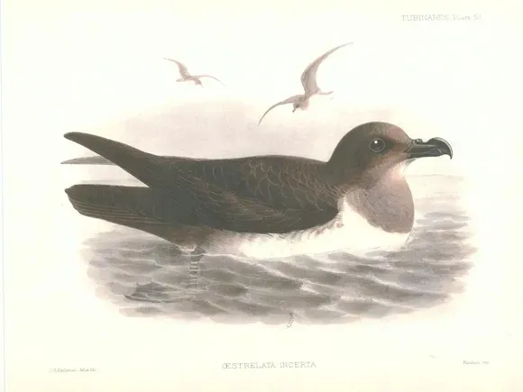 File:PterodromaIncerta.jpg