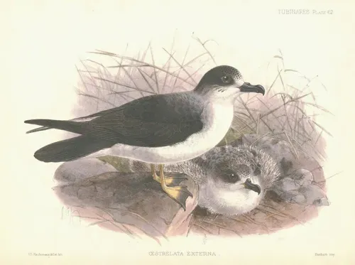 File:PterodromaExterna.jpg