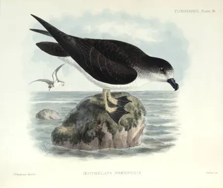 File:PterodromaPhaeopygia.jpg