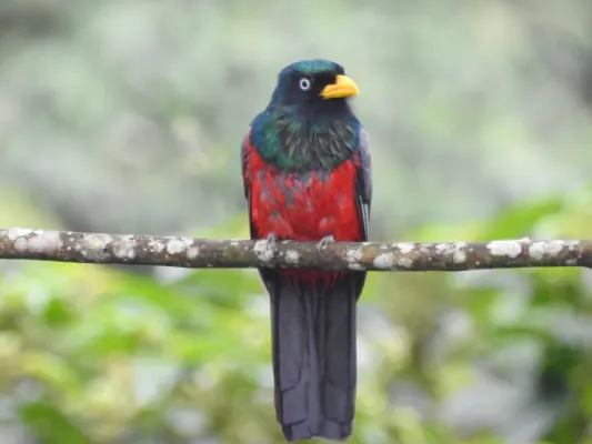 File:Trogon comptus 136603758.jpg