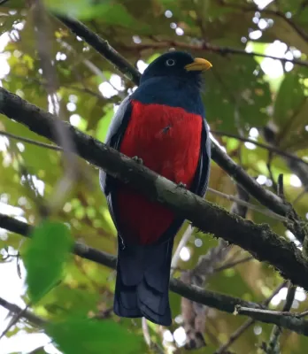 File:Trogon comptus 460552085.jpg