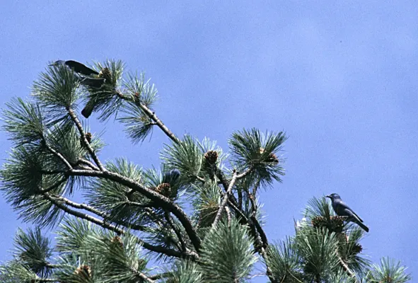 File:Gymnorhinus cyanocephalus group in tree.jpg