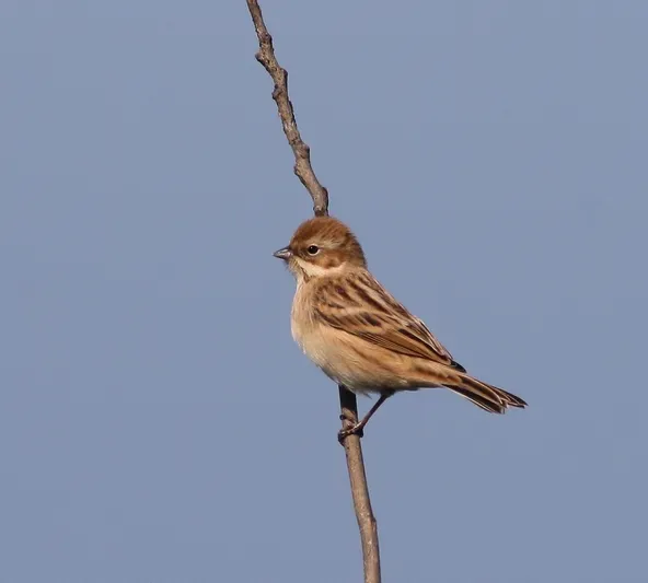 File:Emberiza pallasi (10).jpg