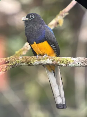 File:Trogon chionurus 506494813.jpg