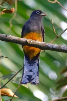 File:Trogon chionurus 267617771.jpg