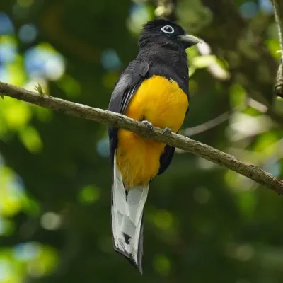 File:Trogon chionurus 292094901.jpg