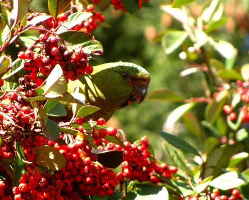 File:Cachaña (Enicognathus ferrugineus) eating exotic fruits.jpg