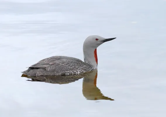 File:Roodkeelduiker - red-throated diver - Gavia stellata.jpg