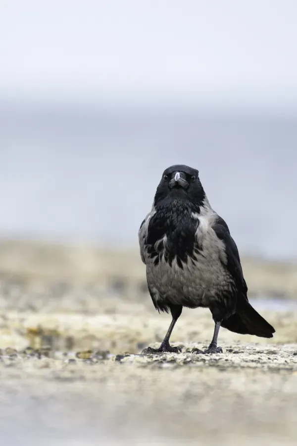File:Hybrid Hooded Carrion crow (Corvus corone cornix x corone) 2022.jpg