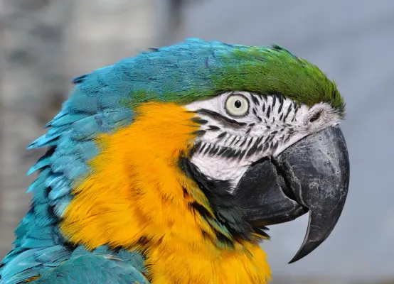File:Ara ararauna qtl3.jpg