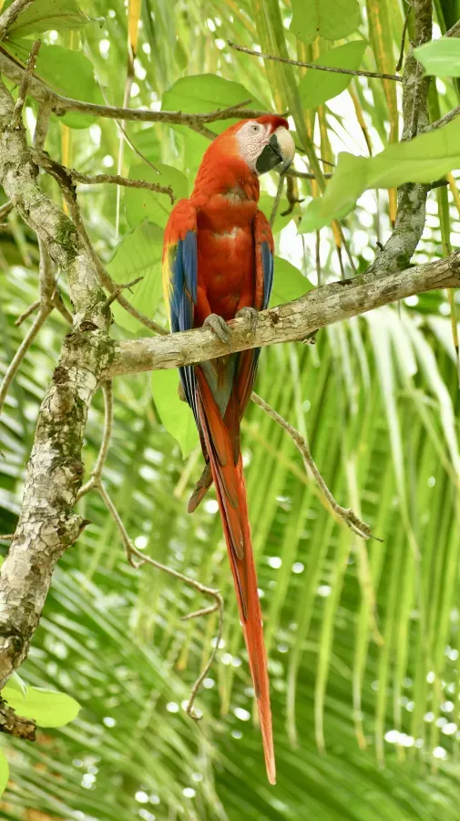 File:Ara Macao - Samara, Costa Rica - 2025-07-13.jpg