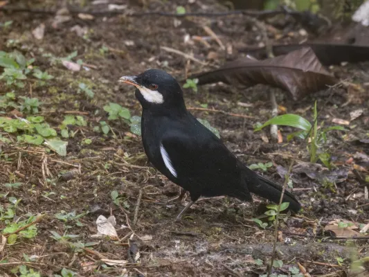 File:Entomodestes coracinus Black Solitaire; Mashpi Amagusa Reserve, Pichincha, Ecuador.jpg