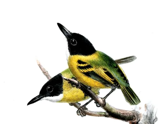 File:Todirostrum nigriceps Wolf.jpg