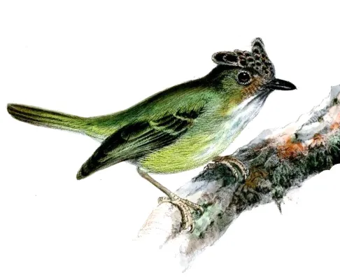 File:Lophotriccus vitiosus vitiosus Wolf.jpg