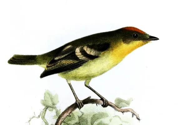 File:Nephelomyias pulcher pulcher Smit.jpg