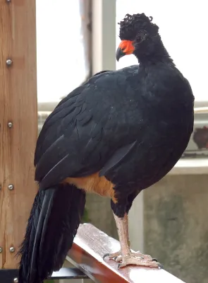 File:Wattled Curassow Crax globulosa Bird 1400px.jpg