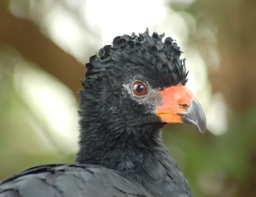 File:Wattled Curassow Crax globulosa Head 2600px.jpg