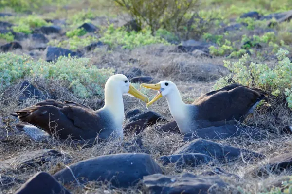 File:Mated pair of Waved albatross (Phoebastria irrorata).jpg