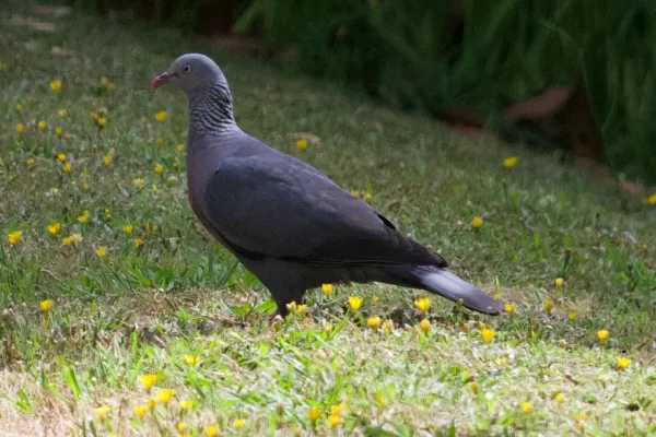 File:Columba trocaz 525004905.jpg