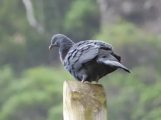 File:Columba trocaz 482834173.jpg