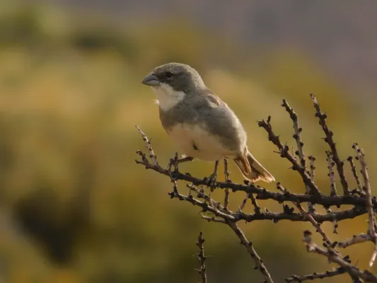 File:Diuca diuca Sierra Pailemán, Río Negro, Argentina 001.jpg