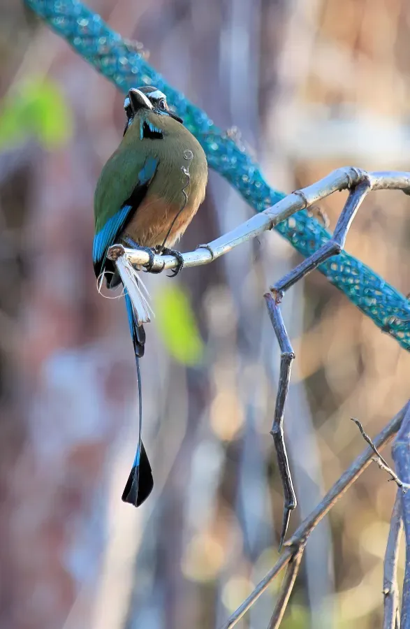 File:Turquoise-browed motmot Eumomota superciliosa Yucatan 9208.jpg