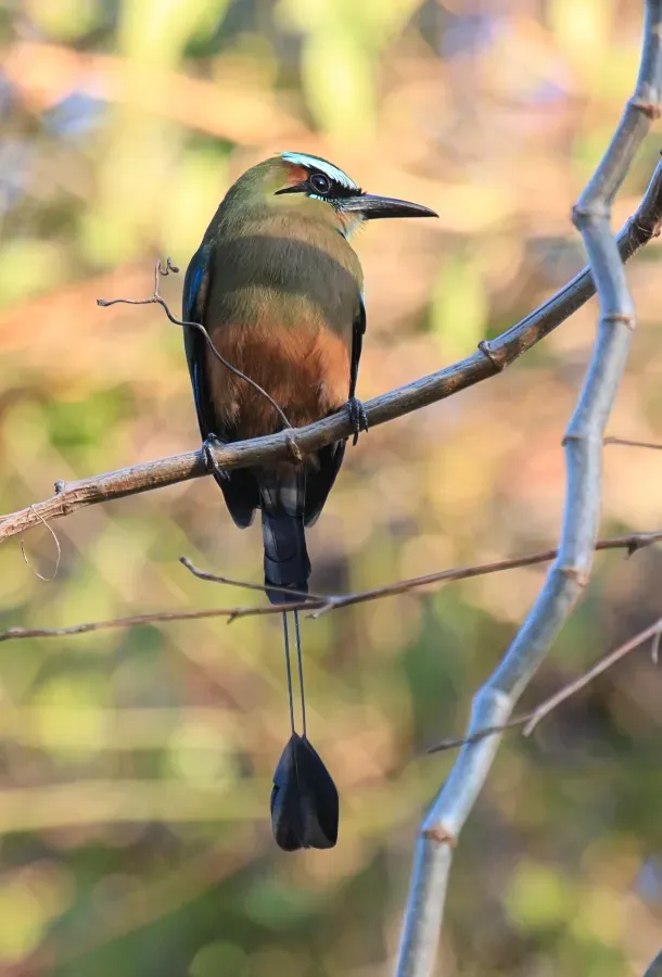 File:Turquoise-browed motmot Eumomota superciliosa Yucatan 9218.jpg