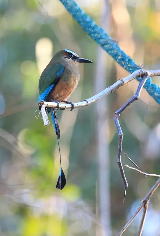 File:Turquoise-browed motmot Eumomota superciliosa Yucatan 9209.jpg