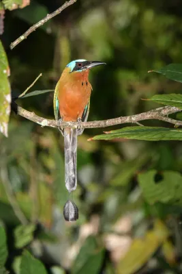 File:Momotus bahamensis 63558788.jpg