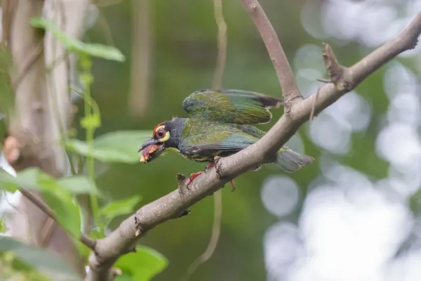 File:A Coppersmith Barbet (Psilopogon haemacephalus haemacephalus).jpg