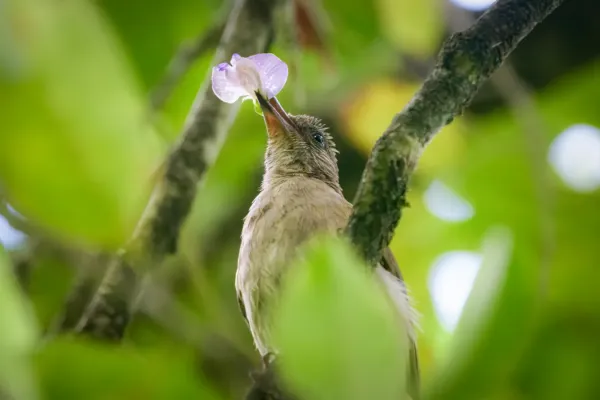 File:Ashy-fronted Bulbul(Pycnonotus cinereifrons).jpg