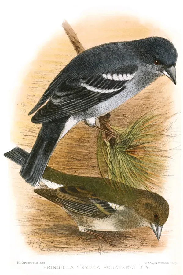 File:Fringilla teydea polatzeki by Gronvold.jpg