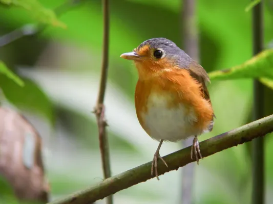 File:Grallaricula cumanensis - Sucre Antpitta 2.jpg