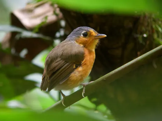 File:Grallaricula cumanensis - Sucre Antpitta 1.jpg