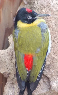 File:Black-headed Woodpecker Picus erythropygius 1200px.jpg