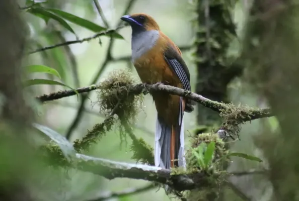 File:Harpactes whiteheadi 526187580.jpg