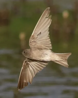File:Brown-throated martin, Riparia paludicola, at Marievale Nature Reserve, Gauteng, South Africa. (22670289912), crop.jpg