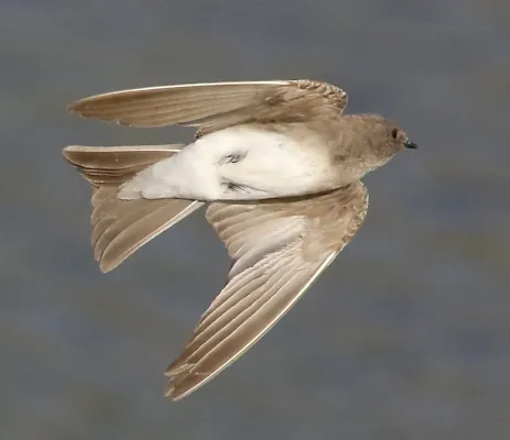 File:Brown-throated martin, Riparia paludicola, at Marievale Nature Reserve, Gauteng, South Africa. (22061106374), crop.jpg
