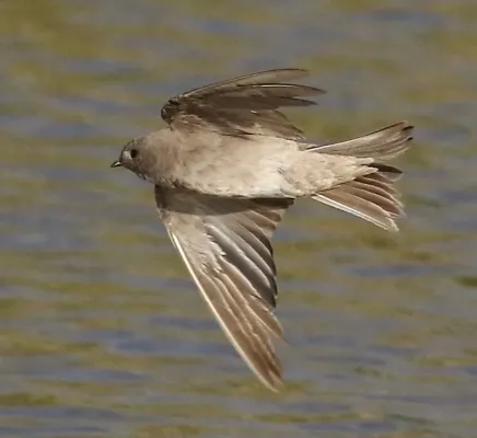 File:Brown-throated martin, Riparia paludicola, at Marievale Nature Reserve, Gauteng, South Africa. (22670342422), crop.jpg