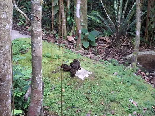 File:20250706 072828 Corcovado pechirrufo Odontophorus speciosus en Reserva Arena Blanca.jpg