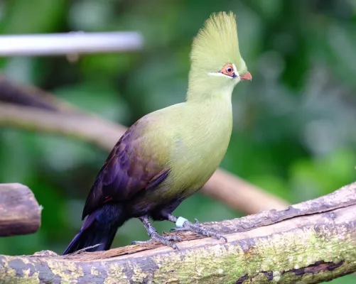 File:1 Tauraco persa guina bird paradise 2025.jpg