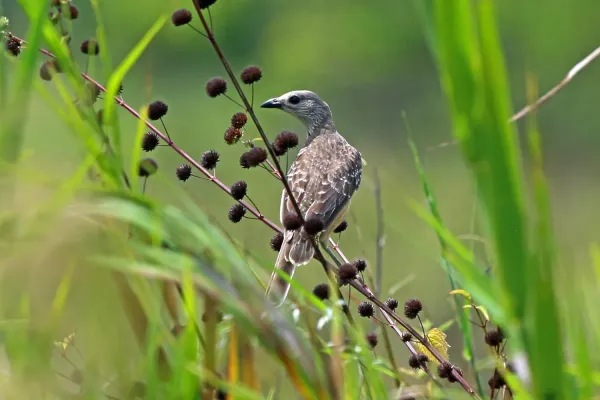 File:Chlamydera cerviniventris, Bandar Udara Sentani, Papua, Indonesia 1.jpg