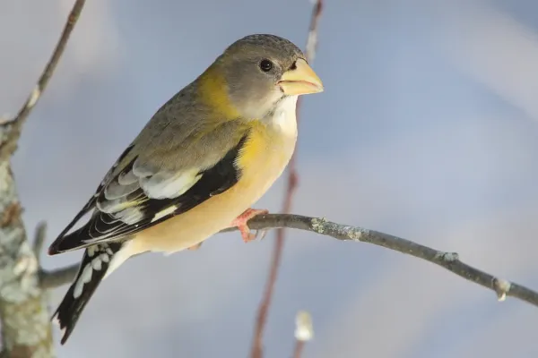 File:Coccothraustes-vespertinus-001.jpg